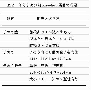 表2.そらまめ分離Sclerotinia属菌の形態
