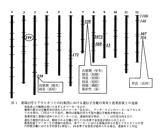 図1 密陽23号とアキヒカリとのF2集団における遺伝子分離の異常と農業形質との連鎖