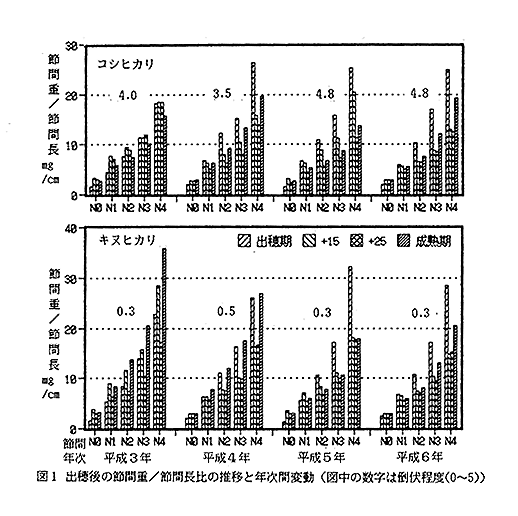 図1 出穂後の節間重/節間長比の推移と年次間変動