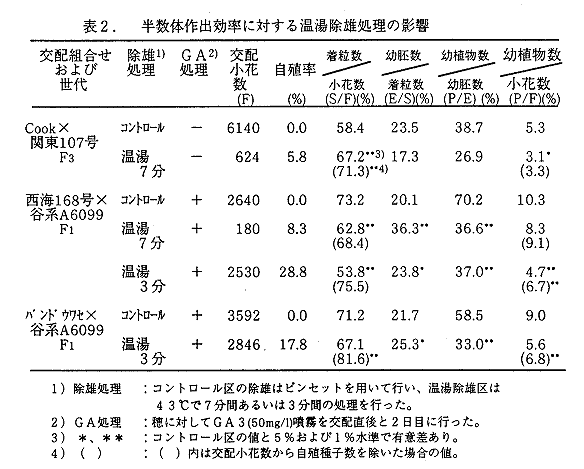 表2 半数体作出効率に対する温湯除雄処理の影響