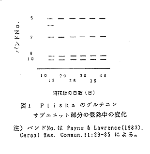 図1 Pliskaのグルテニンサブユニット部分の登熟中の変化