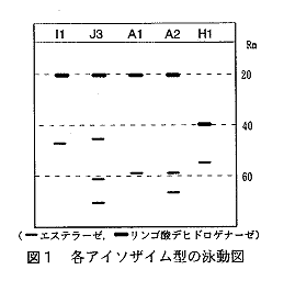 図1 各アイソザイム型の泳動図