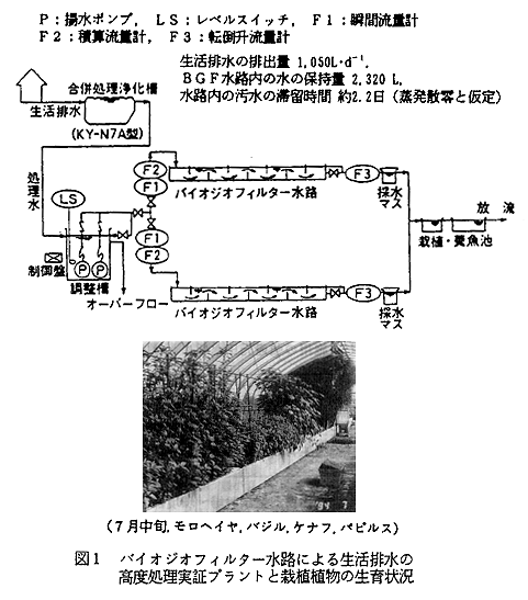 図1 バイオジオフィルター水路による生活排水の高度処理実証プラントと栽植植物の生育状況