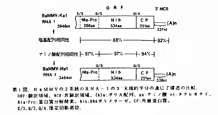 図1 BaMMVの2系統のRNA-1の3'末端側半分の遺伝子構造の比較