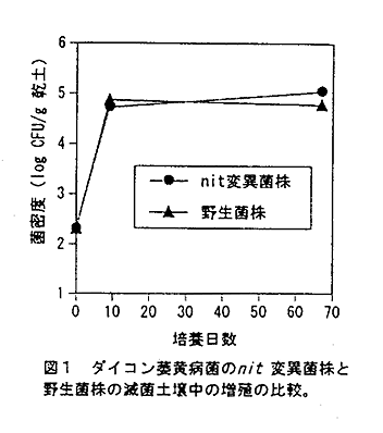 図1 ダイコン萎黄病菌のnit変異菌株と野生菌株の滅菌土壌中の増殖の比較