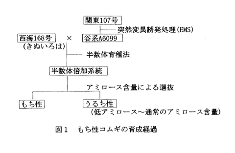 図1.もち性コムギの育成経過