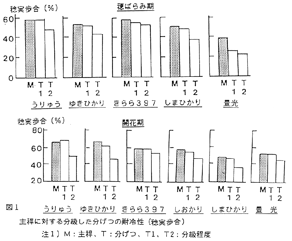 図1.主稈に対する分級した分げつの耐冷性