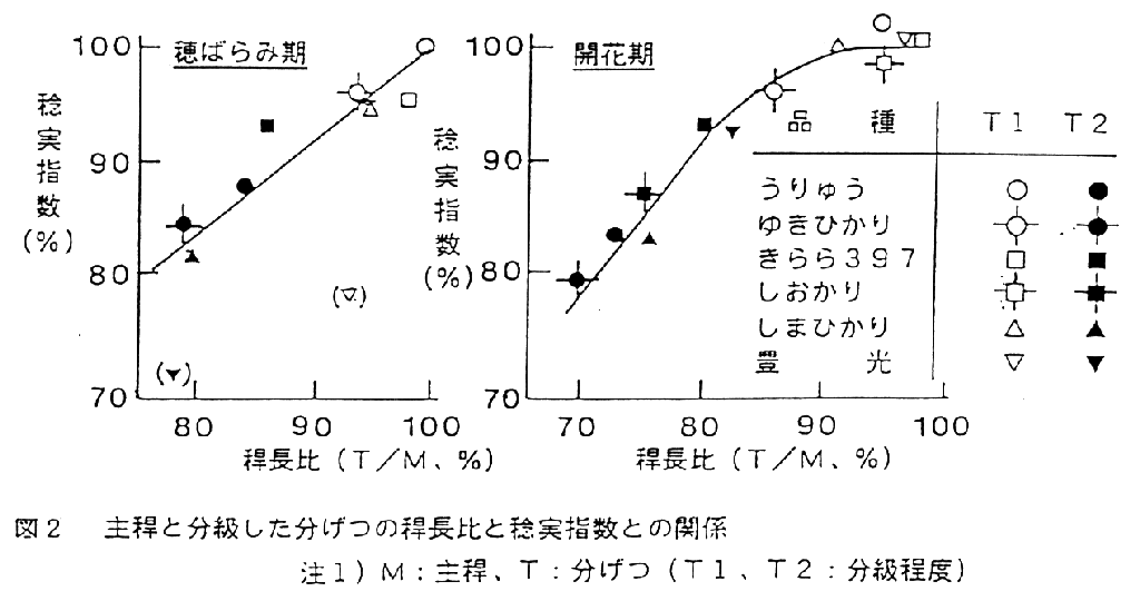 図2.主稈と分級した分げつの稈長比と稔実指数との関係