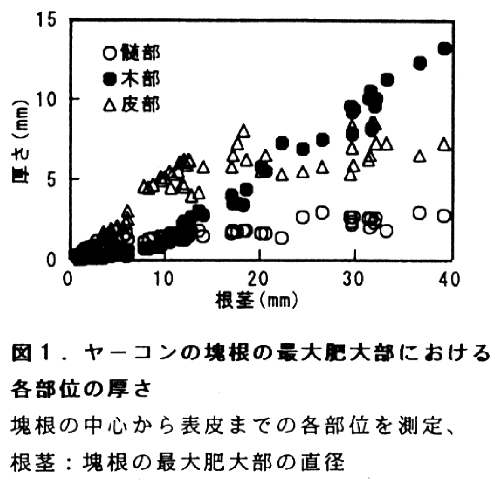 図1.ヤーコンの塊根の最大肥大部における各部位の厚さ