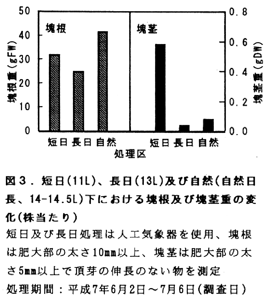 図3.短日、長日及び自然下における塊根及び塊茎重の変化(株当たり)