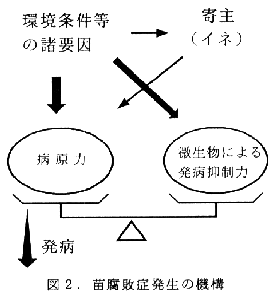 図2.苗腐敗症発生の機構
