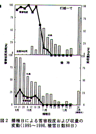 図2.播種日による雪害程度および収量の変動