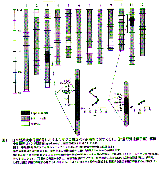 図1.日本型系統中母農6号におけるツマグロヨコバイ耐虫性に関するQTL解析