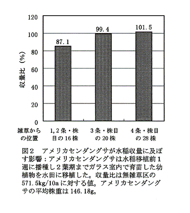 図2:アメリカセンダングサが水稲収量に及ぼす影響