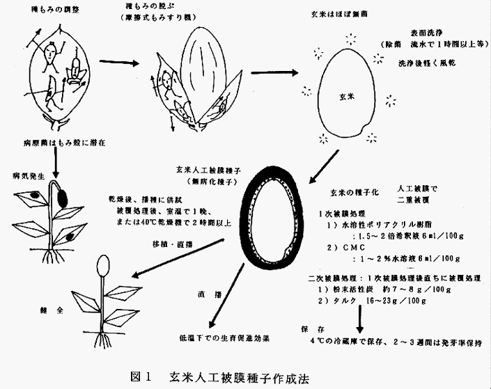 図1:玄米人工被膜種子作成法