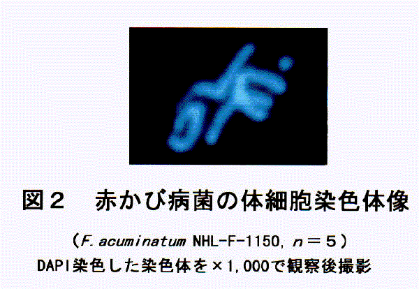 図2:赤かび病菌の体細胞染色体像(F.acuminatum NHL-F-1150,n=5)