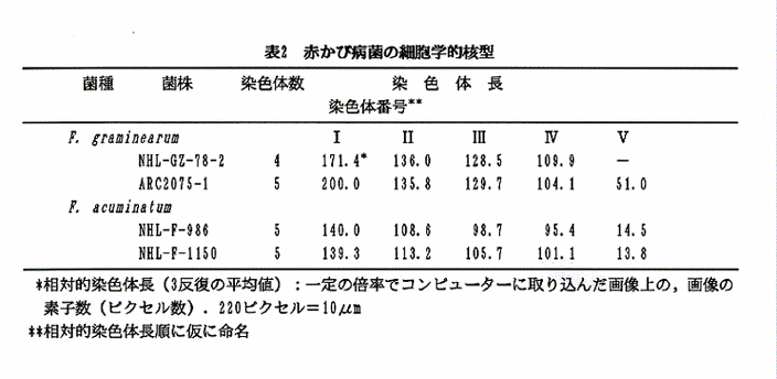 表2:赤かび病菌の細胞学的核型