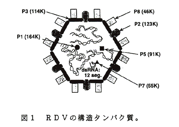図1:RDVの構造タンパク質。