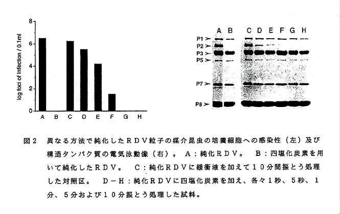 図2:異なる方法で純化したRDV粒子の媒介昆虫の培養細胞への感染性(左)及び構造タンパク質の電気泳動像(右)。