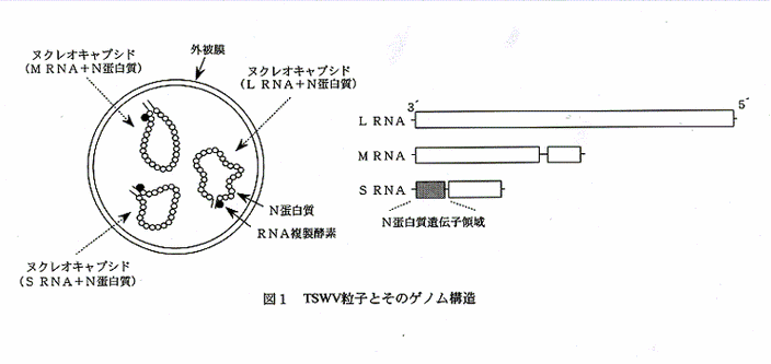 図1:TSWV粒子とそのゲノム構造
