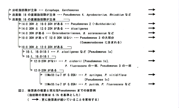 図2:検索表の概要と蛍光性Pseudomonas までの検索例