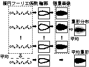 図1:個葉画像と平均葉形・葉形分布