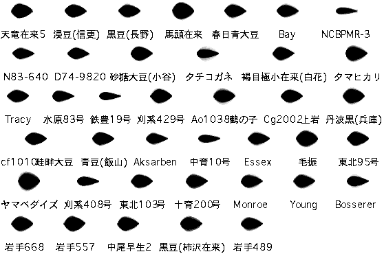 図2:供試した品種の葉形分布