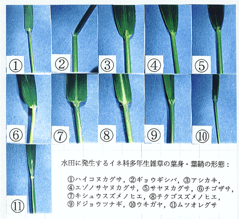 図1:水田に発生するイネ科多年生雑草の葉身・葉鞘の形態
