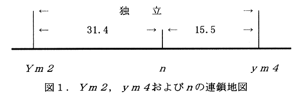 図1:Ym2,ym4およびnの連鎖地図