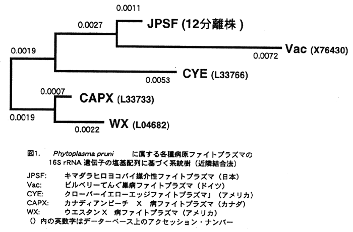 図1:Phytoplasma pruni に属する各種ファイトプラズマの16S rRNA遺伝子の塩基配列に基づく系統樹(近隣結合法)