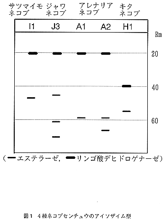 図1:4種ネコブセンチュウのアイソザイム型
