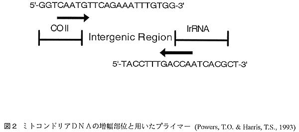 図2:ミトコンドリアDNAの増幅部位と用いたプライマー (Powers, T.O. & Harris, T.S., 1993)