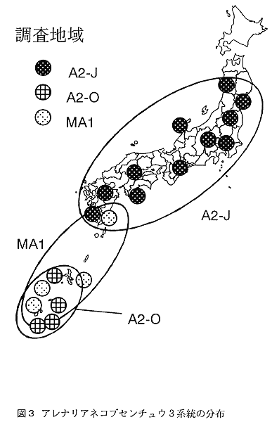 図3:アレナリアネコブセンチュウ3系統の分布