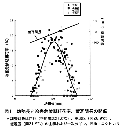 図1:幼穂長と冷害危険期穎花率,葉耳間長の関係
