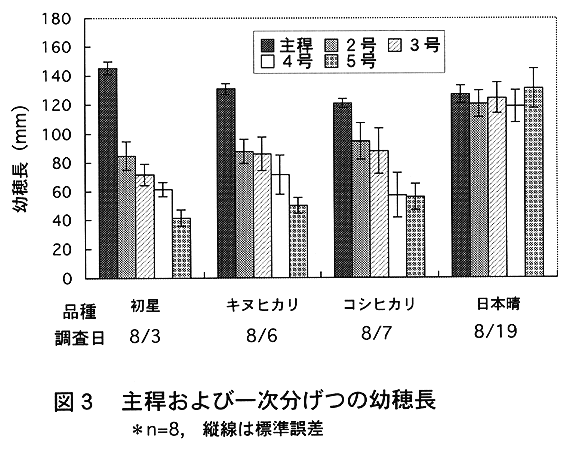 図3:主稈および一次分げつの幼穂長