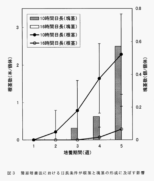 図3:簡易培養法における日長条件が根茎と塊茎の形成に及ぼす影響