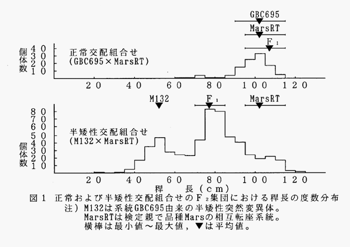 図1
:正常および半矮性交配組合せのF2集団における稈長の度数分布