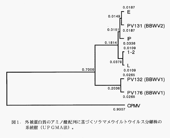 図1:外被蛋白質のアミノ酸配列に基づくソラマメウイルトウイルス分離株の系統樹(UPGMA法)。
