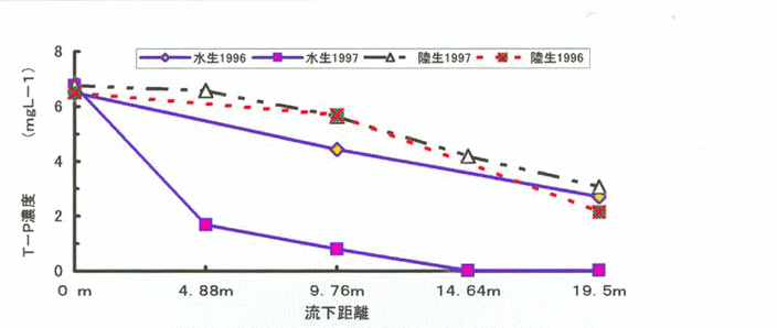 図1:BGF水路流下に伴うT-P濃度の変化(1996年8月と1997年8月の比較)ー水生1997は、水路流入口から7.3mまで鹿沼土濾材、他はすべてゼオライト濾材ー