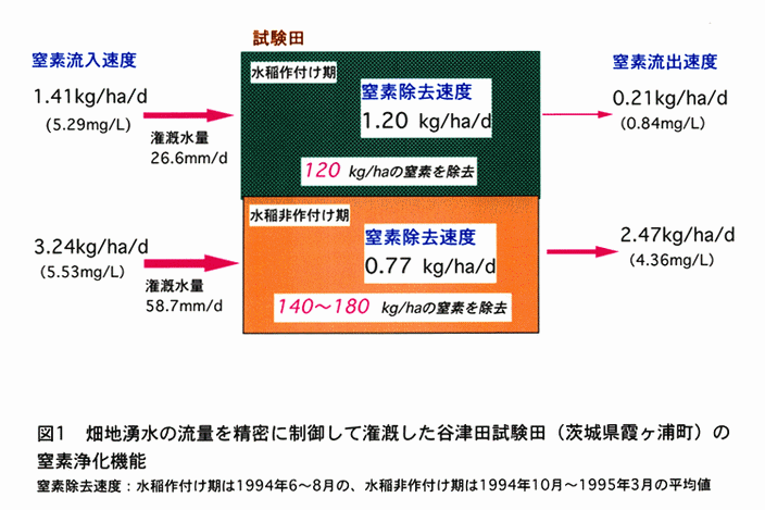 図1:畑地湧水を流量を精密に制御して潅漑した谷津田試験田(茨城県霞ヶ浦町)の窒素浄化機能
窒素除去速度:水稲作付け期は1994年6～8月の、水稲非作付け期は1994年10月～
1995年3月の平均値