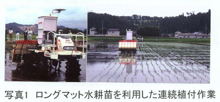 写真1:ロングマット水耕苗を利用した連続植付作業
