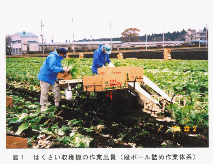 図1:はくさい収穫機の作業風景(段ボール詰め作業体系)