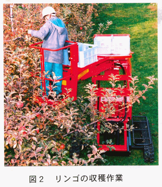 図2:リンゴの収穫作業