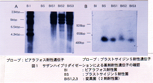 図1.サザンハイブリダイゼーションによる薬剤耐性遺伝子の確認