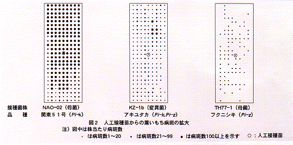 図2.人工接種苗から葉いもち病斑の拡大