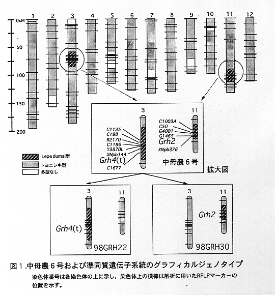 図1.中母農6号および準同質遺伝子系統のグラフィカルジェノタイプ
