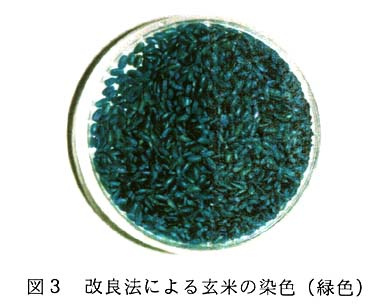 図3:改良法による玄米の染色(緑色) 