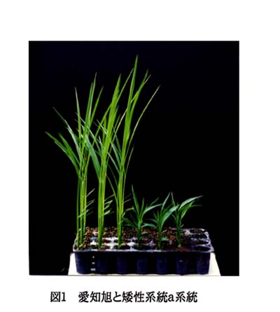 図1:愛知旭と矮性a系統 