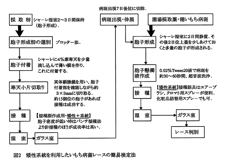 図2:矮性系統を利用したいもち病菌レースの簡易検定法