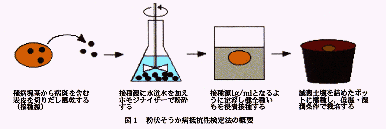 図1:粉状そうか病抵抗性検定法の概要